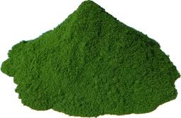 Chlorella Algen zur Darmreinigung